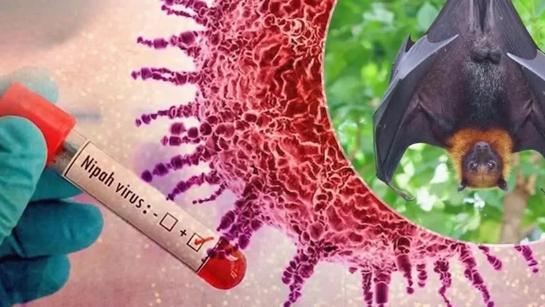 Virus Nipah tại Ấn Độ: Chưa có thuốc điều trị, tỷ lệ tử vong cao và những điều cần biết