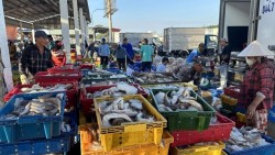 Chính phủ ban hành Nghị định quy định chi tiết thi hành Luật Thủy sản