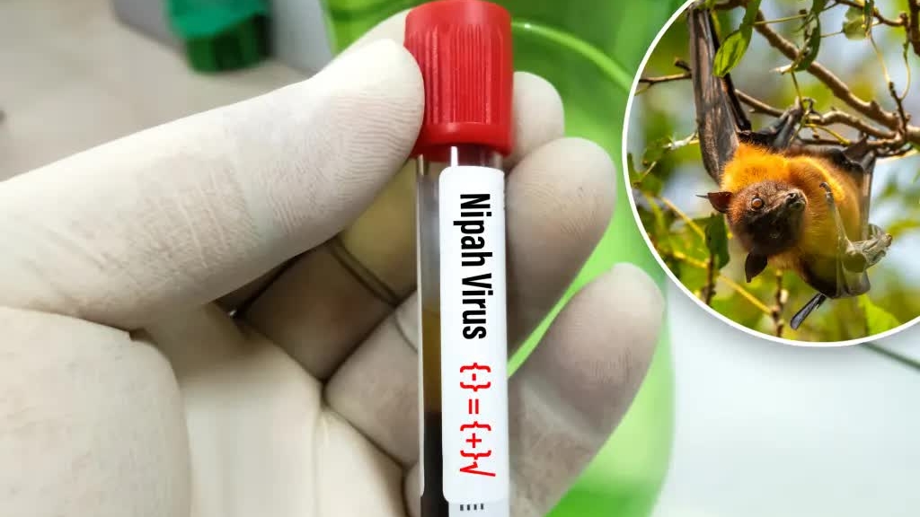 Virus Nipah và lời cảnh báo nghiêm khắc từ sự xâm lấn môi trường sống