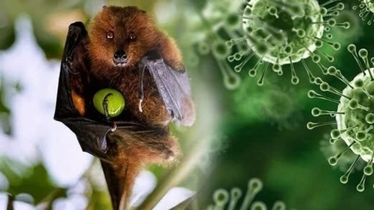 Bộ Ngoại giao thông tin về tình hình dịch bệnh do virus Nipah tại Việt Nam