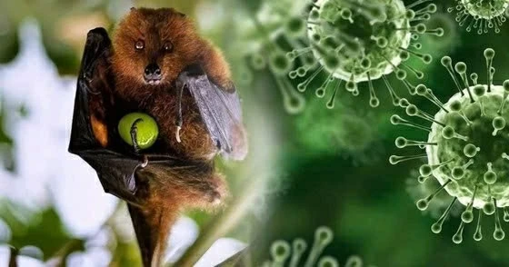 Bộ Ngoại giao thông tin về tình hình dịch bệnh do virus Nipah tại Việt Nam
