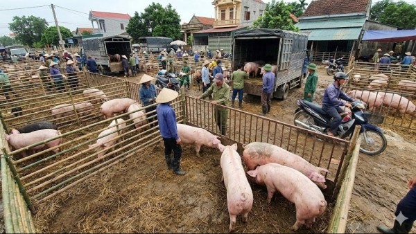 Giá heo hơi hôm nay 31/1: Miền Bắc giảm nhẹ, miền Nam quay đầu tăng