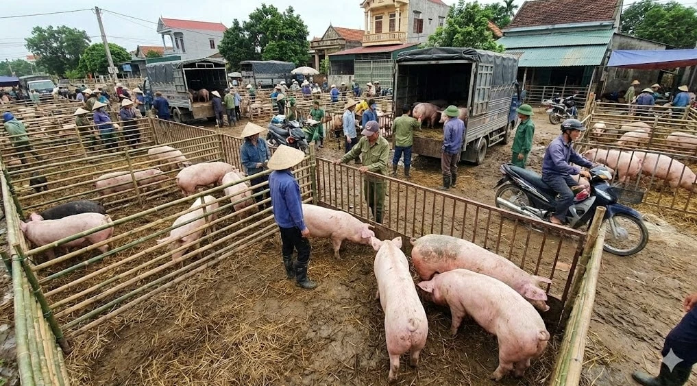 Giá heo hơi hôm nay 31/1: Miền Bắc giảm nhẹ, miền Nam quay đầu tăng