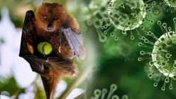 Đại học Tokyo Nhật Bản thử nghiệm lâm sàng vaccine ngừa virus Nipah
