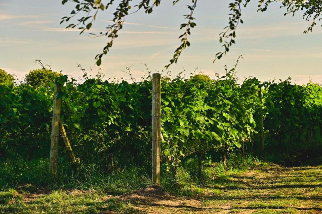 Rượu vang từ xứ lạnh: Những điểm đến mới cho người yêu vang