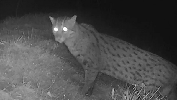 Mèo cá quý hiếm tái xuất hiện tại Campuchia, thêm hy vọng về sự phục hồi