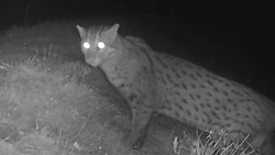 Mèo cá quý hiếm tái xuất hiện tại Campuchia, thêm hy vọng về sự phục hồi