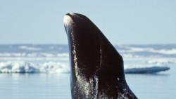 Cá voi đầu cong miễn nhiễm tế bào ung thư, có thể sống hơn 200 năm