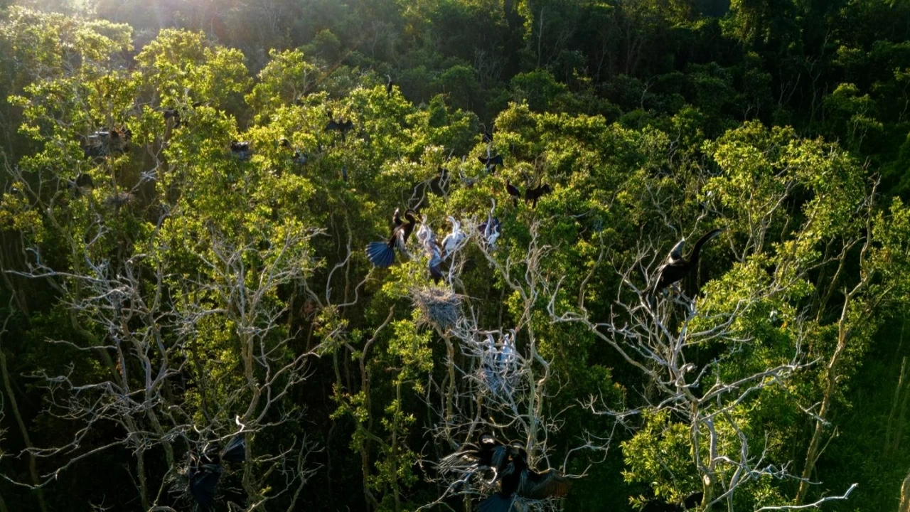 Tiếng chào mời quyến rũ Tiếng chào mời quyến rũ