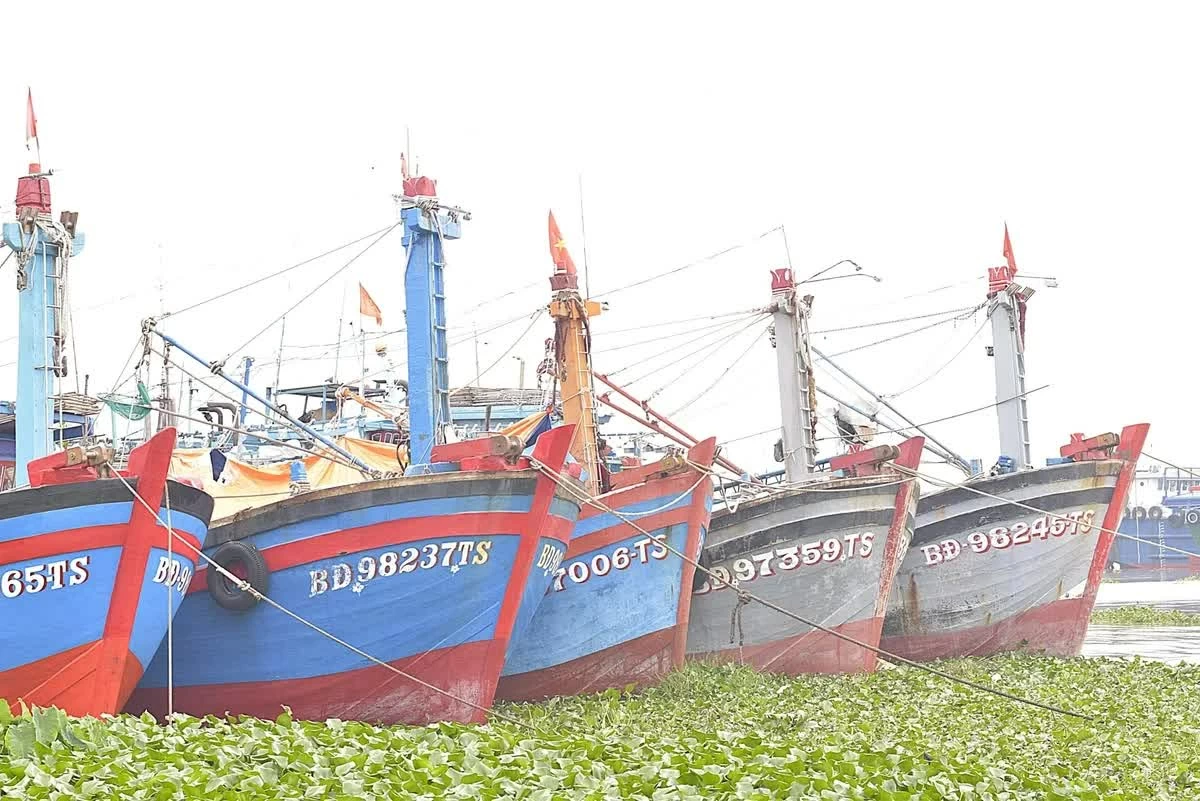 Tàu cá đang neo đậu trên sông Tiền thuộc phường Thới Sơn, tỉnh Đồng Tháp. Ảnh: Minh Đảm. Tàu cá đang neo đậu trên sông Tiền thuộc phường Thới Sơn, tỉnh Đồng Tháp. Ảnh: Minh Đảm.