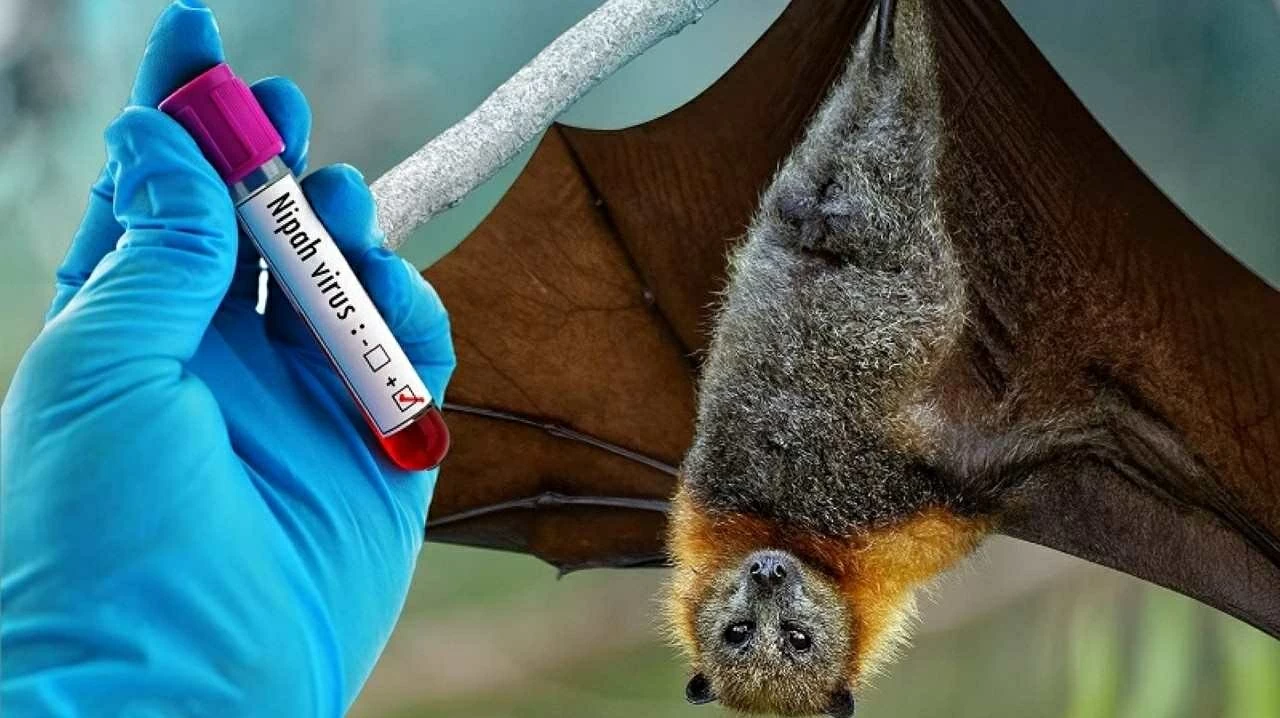 Bộ Y tế hướng dẫn chẩn đoán và điều trị bệnh do virus Nipah Bộ Y tế hướng dẫn chẩn đoán và điều trị bệnh do virus Nipah