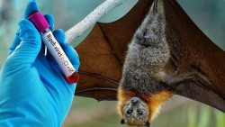 Bộ Y tế hướng dẫn chẩn đoán và điều trị bệnh do virus Nipah