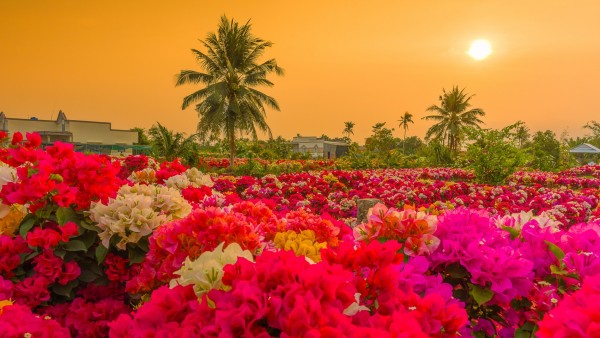 Làng hoa giấy Phú Sơn: Điểm check-in hấp dẫn dịp Tết ở Vĩnh Long