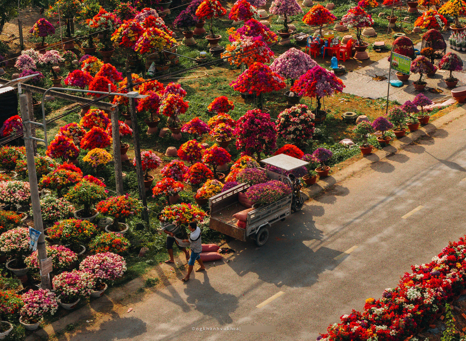 Làng hoa giấy Phú Sơn: Điểm check-in hấp dẫn dịp Tết ở Vĩnh Long làng hoa giấy vĩnh long 3.jpg
