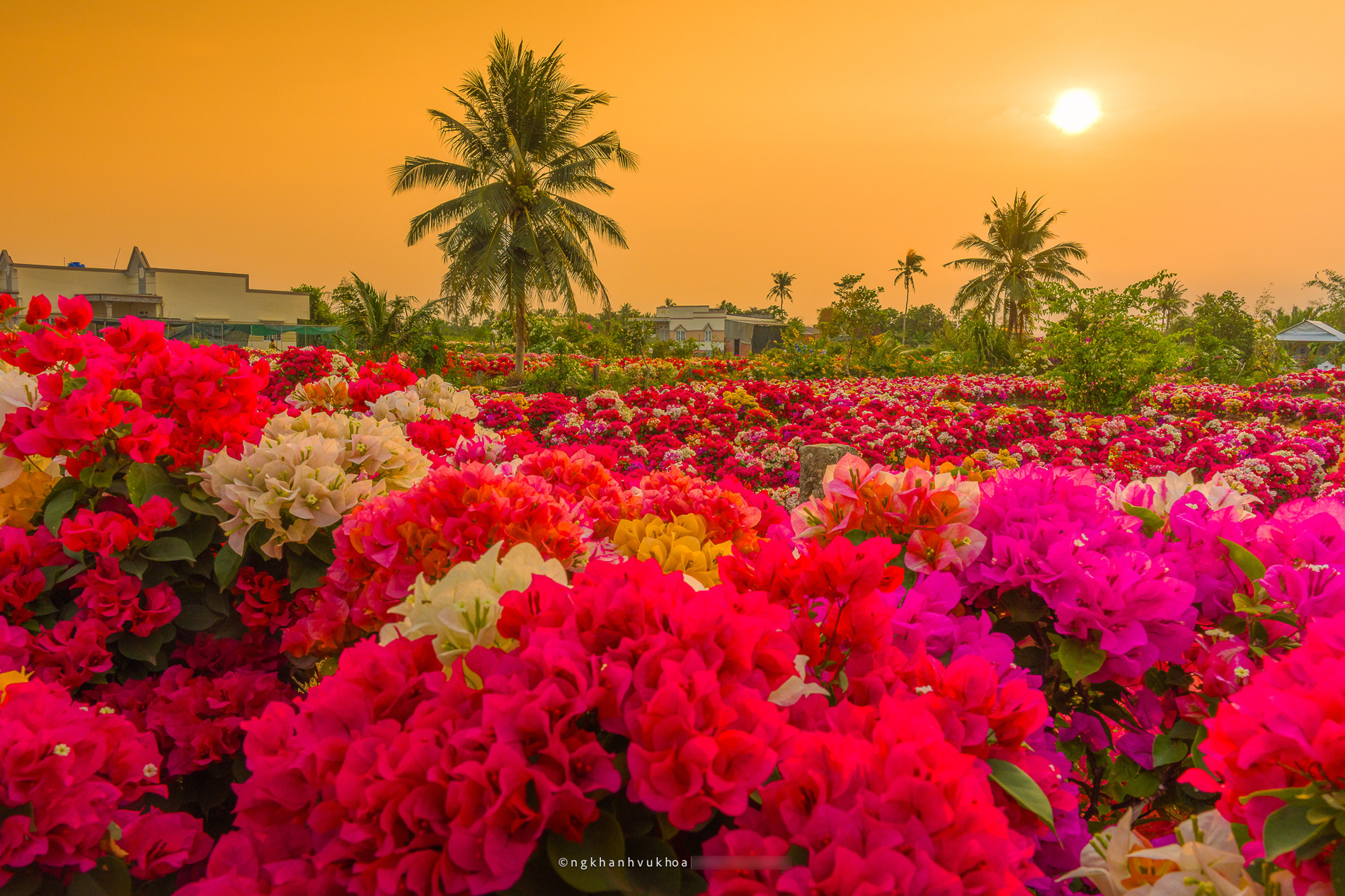 Làng hoa giấy Phú Sơn: Điểm check-in hấp dẫn dịp Tết ở Vĩnh Long làng hoa giấy vĩnh long.jpg