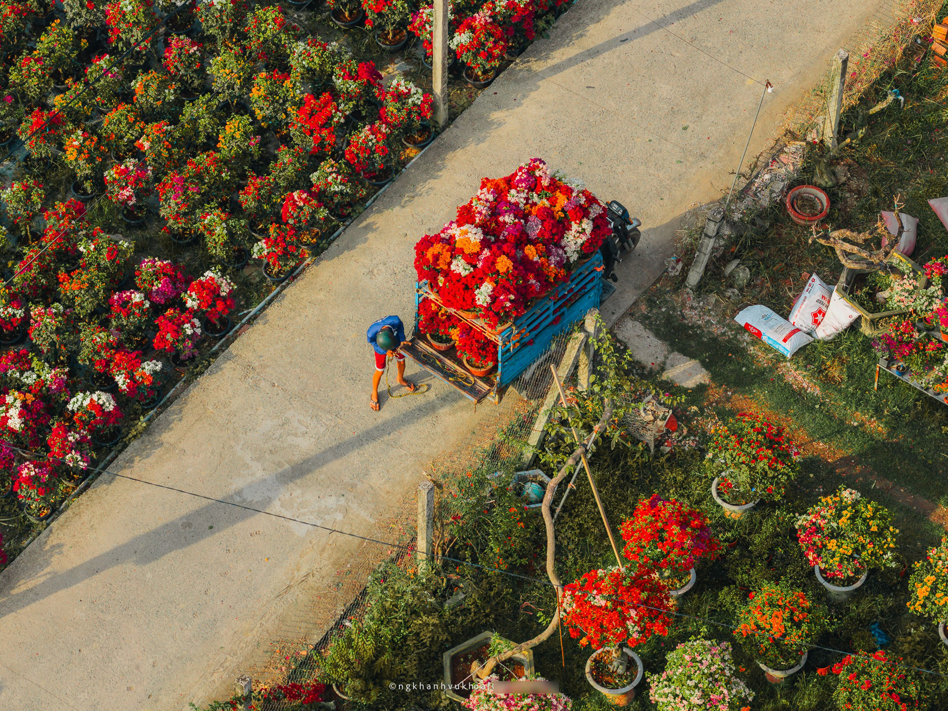 Làng hoa giấy Phú Sơn: Điểm check-in hấp dẫn dịp Tết ở Vĩnh Long làng hoa giấy vĩnh long 4.jpg