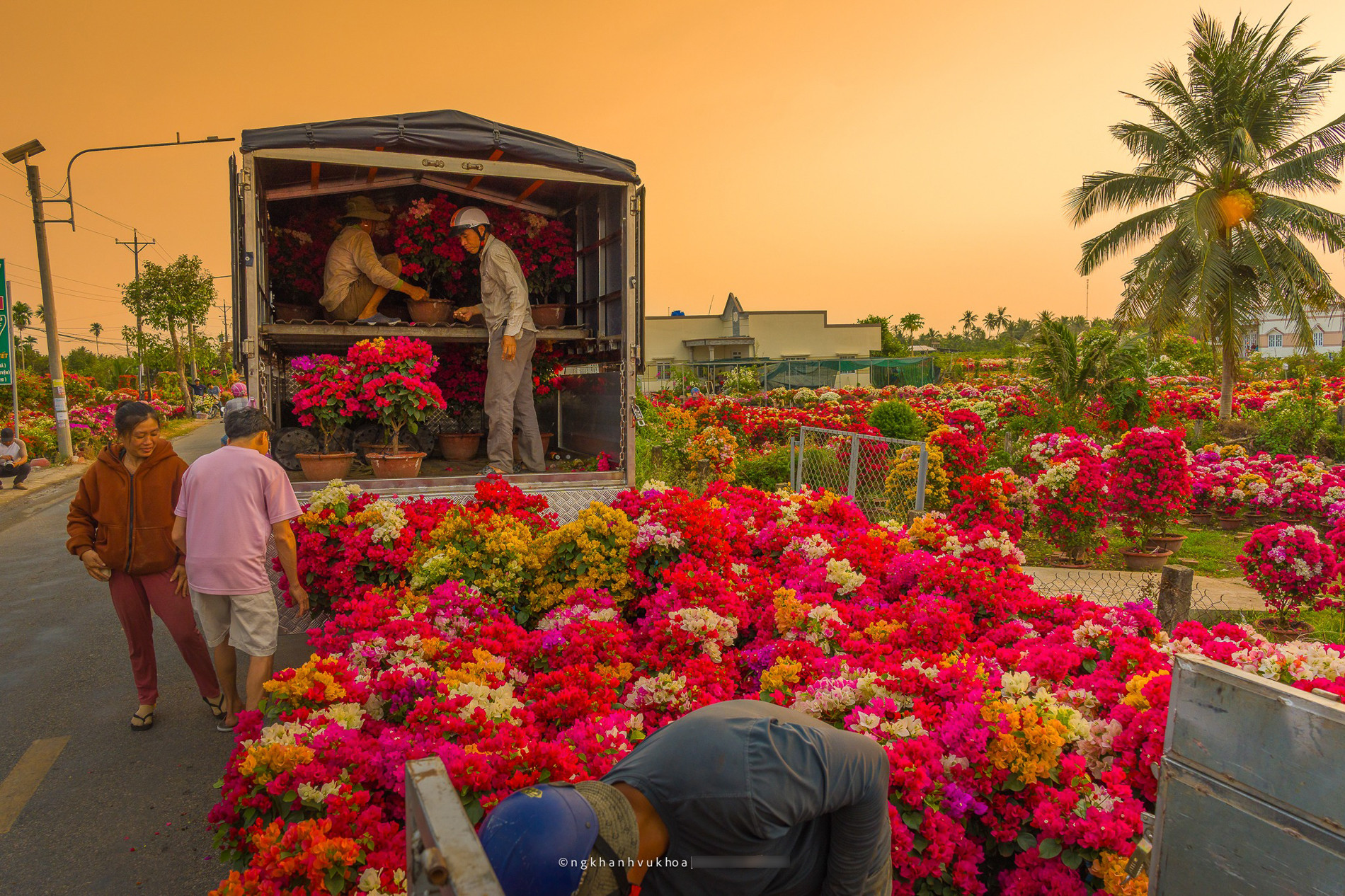 Làng hoa giấy Phú Sơn: Điểm check-in hấp dẫn dịp Tết ở Vĩnh Long làng hoa giấy vĩnh long 6.jpg
