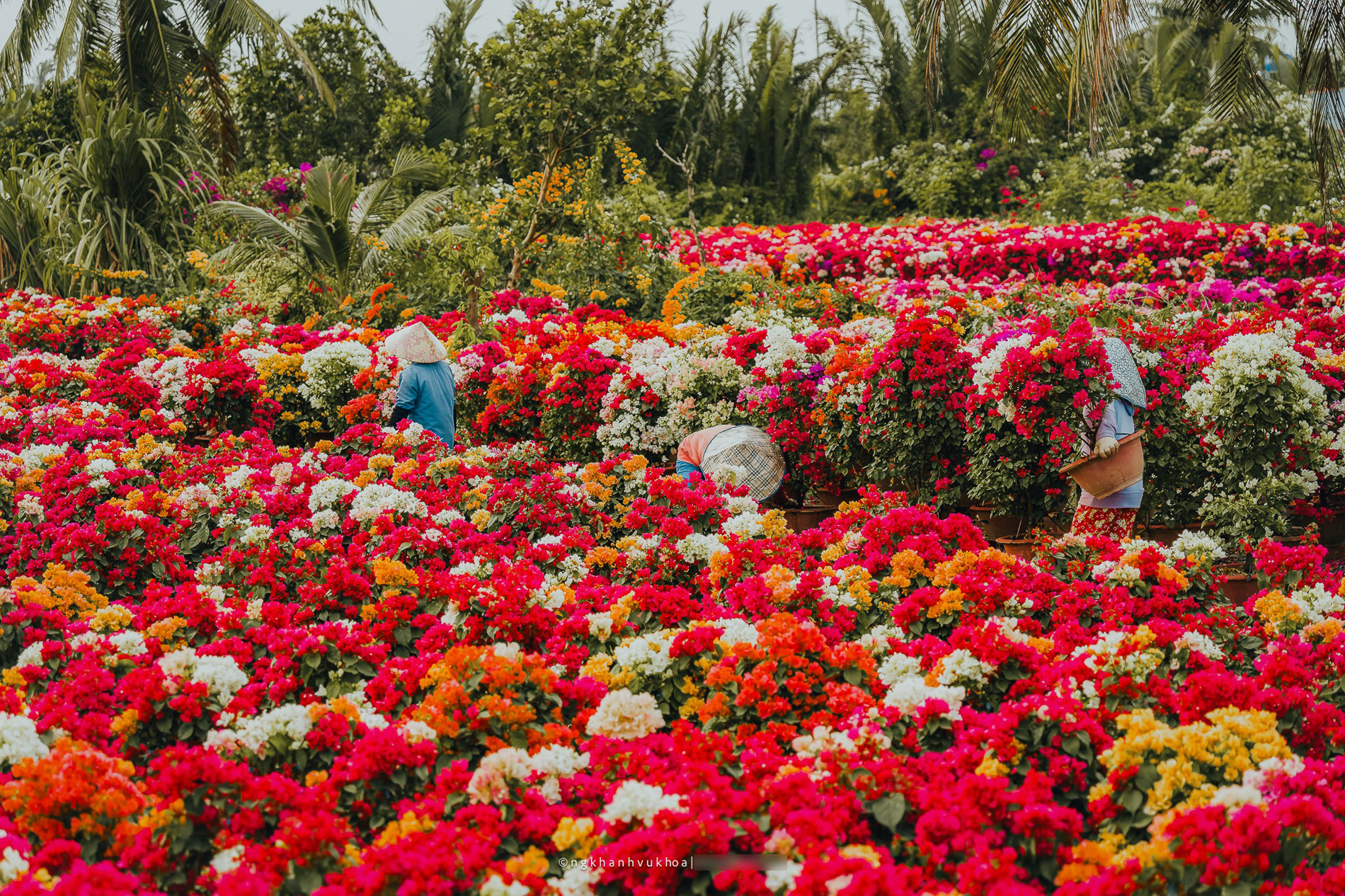 Làng hoa giấy Phú Sơn: Điểm check-in hấp dẫn dịp Tết ở Vĩnh Long làng hoa giấy vĩnh long 7.jpg