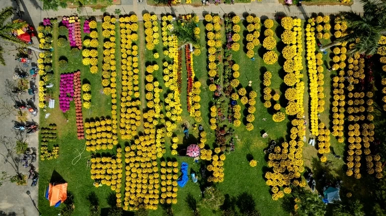 Hoa cúc vàng tượng trưng cho ước mong đủ đầy, ấm áp. (Nguồn: VGP)