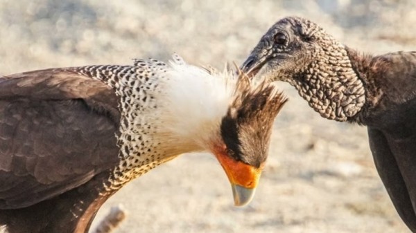 Những con chim khác loài biết chăm sóc và làm sạch lông cho nhau