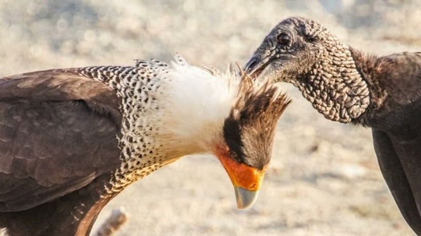 Những con chim khác loài biết chăm sóc và làm sạch lông cho nhau