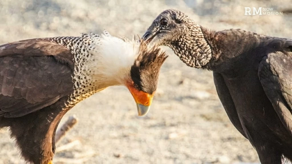 Những con chim khác loài biết chăm sóc và làm sạch lông cho nhau Những con chim khác loài biết chăm sóc và làm sạch lông cho nhau