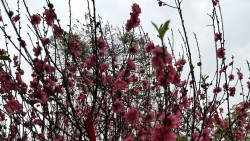 Dự báo thời tiết ngày mai 17/2 (Mùng 1 Tết Nguyên đán Bính Ngọ 2026): Bắc Bộ trời lạnh, mưa nhỏ rải rác; Đông Nam Bộ nắng nóng trên 35 độ C