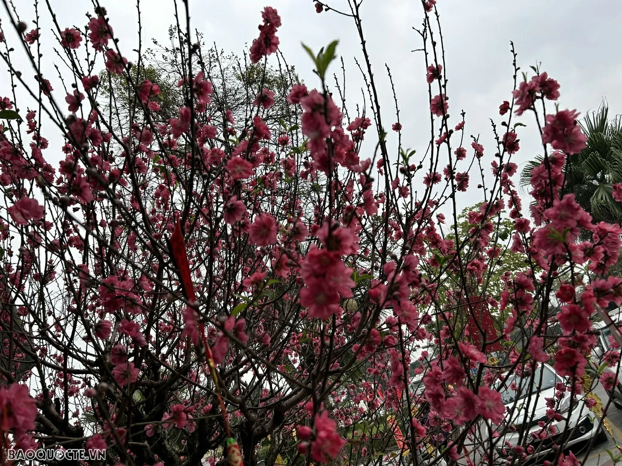 Dự báo thời tiết ngày mai (Mùng 1 Tết Nguyên đán Bính Ngọ 2026 - ngày 17/2): Bắc Bộ trời lạnh, mưa nhỏ rải rác; Đông Nam Bộ nắng nóng trên 35 độ C