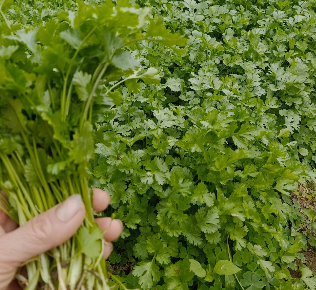 Rau mùi: Gia vị hữu ích cho hệ tiêu hóa sau bữa tiệc Tết 630045392_1593986798722187_3024892502722717292_n.jpg