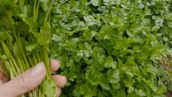 Rau mùi: Gia vị hữu ích cho hệ tiêu hóa sau bữa tiệc Tết