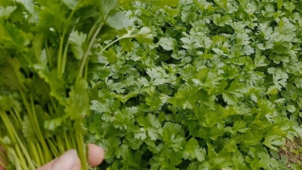 Rau mùi – gia vị quen thuộc giúp hỗ trợ tiêu hóa, giảm đầy bụng