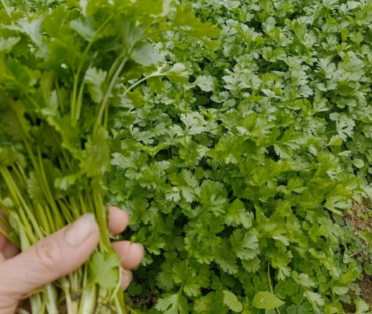 Rau mùi hỗ trợ tiêu hóa, giảm đầy hơi, chướng bụng. (Nguồn: Vietnamnet)