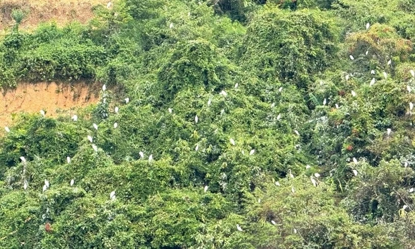 Đàn cò trắng nghìn con