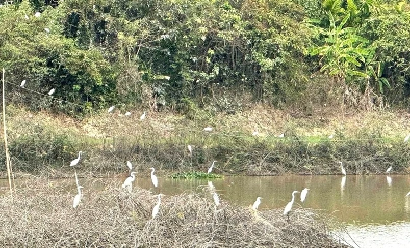 Khung cảnh nên thơ tuyệt đẹp, đàn cò trắng nghìn con hội tụ tìm thức ăn và trú ngụ