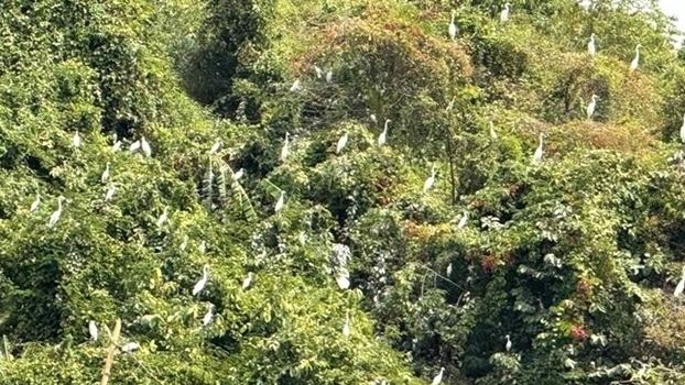 Khung cảnh nên thơ tuyệt đẹp, đàn cò trắng nghìn con hội tụ tìm thức ăn và trú ngụ