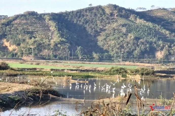 Khung cảnh nên thơ tuyệt đẹp, đàn cò trắng nghìn con hội tụ tìm thức ăn và trú ngụ