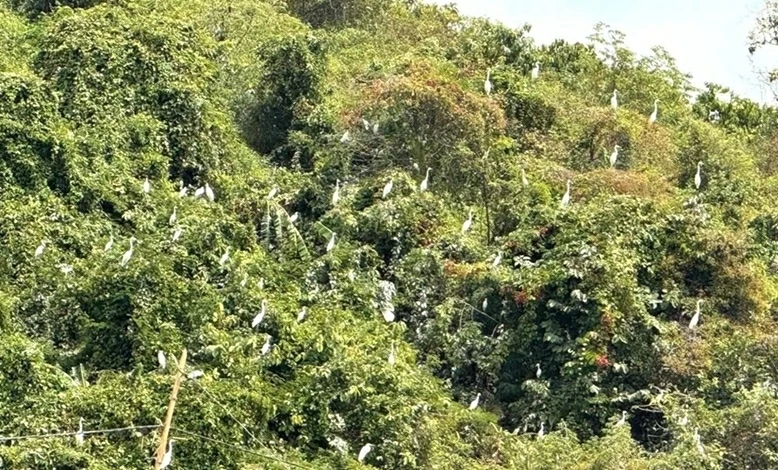 Khung cảnh nên thơ tuyệt đẹp, đàn cò trắng nghìn con hội tụ tìm thức ăn và trú ngụ