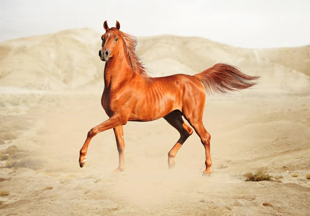 Người Bedouin và nhịp vó sinh tồn trên sa mạc