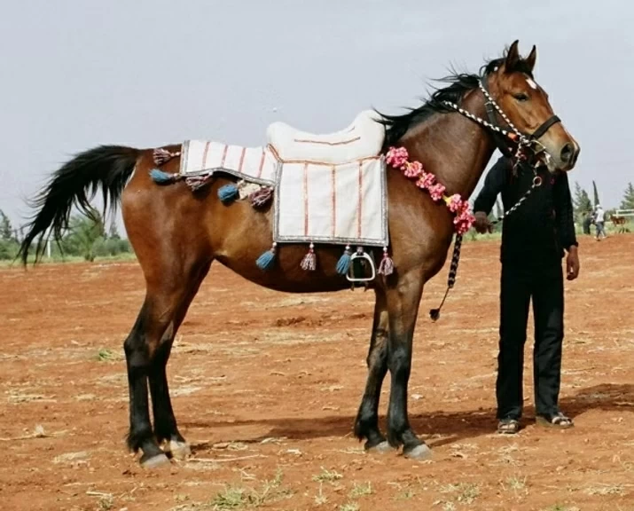 Người Bedouin và nhịp vó sinh tồn trên sa mạc Người Bedouin và nhịp vó sinh tồn trên sa mạc