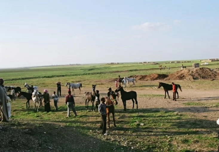 Người Bedouin và nhịp vó sinh tồn trên sa mạc Người Bedouin và nhịp vó sinh tồn trên sa mạc