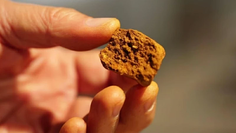 Sỏi mật bò, hay niu huang, là một nguyên liệu quý giá trong y học cổ truyền Trung Quốc và được sử dụng trong Angong Niuhuang Wan. Ảnh: Soho/APP Sỏi mật bò, hay niu huang, là một nguyên liệu quý giá trong y học cổ truyền Trung Quốc và được sử dụng trong Angong Niuhuang Wan. Ảnh: Soho/APP