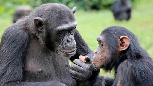 Uganda: Du khách sắp được theo dấu tinh tinh trong vườn quốc gia Bwindi