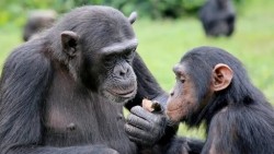 Uganda: Du khách sắp được theo dấu tinh tinh trong vườn quốc gia Bwindi