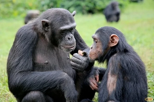 Uganda: Du khách sắp được theo dấu tinh tinh trong vườn quốc gia Bwindi