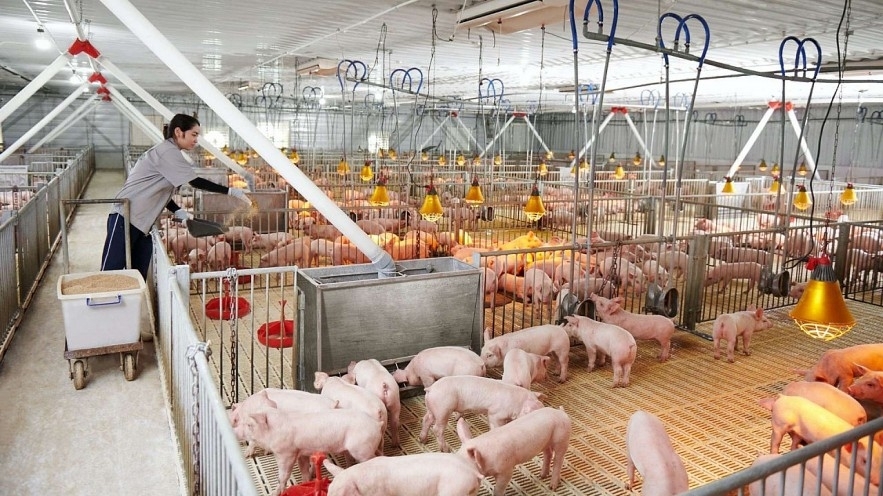 Giá heo hơi hôm nay 8/4: Nhiều địa phương miền Nam tăng giá, chạm và vượt mốc 68.000 đồng/kg, TP. Hồ Chí Minh cao nhất 69.000 đồng/kg