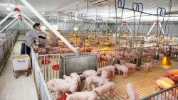 Giá heo hơi hôm nay 8/4: Nhiều địa phương miền Nam tăng giá, chạm và vượt mốc 68.000 đồng/kg, TP. Hồ Chí Minh cao nhất 69.000 đồng/kg