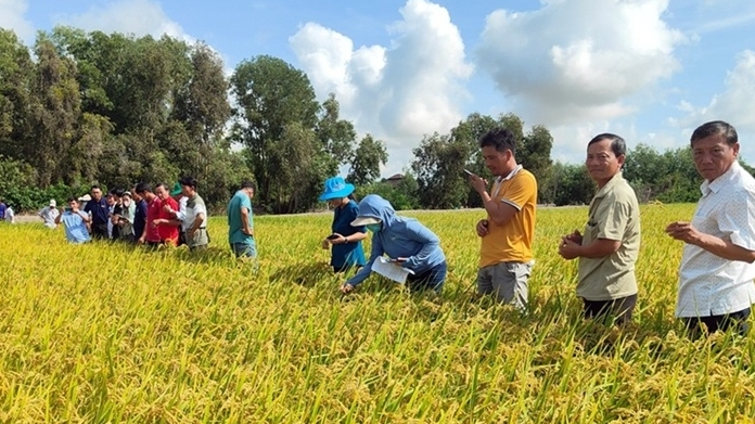 Dự án mới hỗ trợ nông dân trồng lúa quy mô nhỏ ở Đồng bằng sông Cửu Long giảm phát thải và đáp ứng tiêu chuẩn của các thị trường xuất khẩu cao cấp