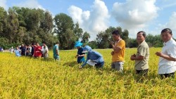 Dự án mới hỗ trợ nông dân trồng lúa quy mô nhỏ ở Đồng bằng sông Cửu Long giảm phát thải và đáp ứng tiêu chuẩn của các thị trường xuất khẩu cao cấp