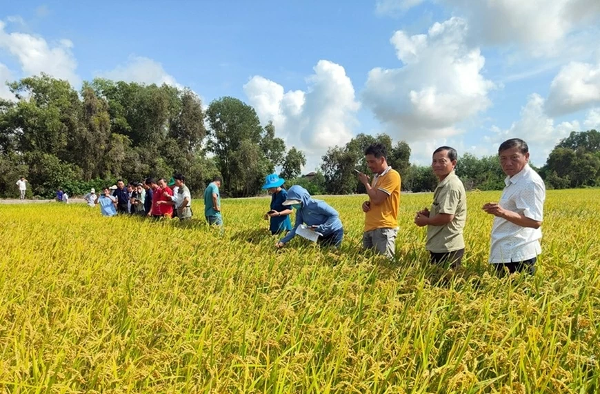 Dự án mới hỗ trợ nông dân trồng lúa quy mô nhỏ ở Đồng bằng sông Cửu Long giảm phát thải và đáp ứng tiêu chuẩn của các thị trường xuất khẩu cao cấp Dự án mới hỗ trợ nông dân trồng lúa quy mô nhỏ ở Đồng bằng sông Cửu Long giảm phát thải và đáp ứng tiêu chuẩn của các thị trường xuất khẩu cao cấp