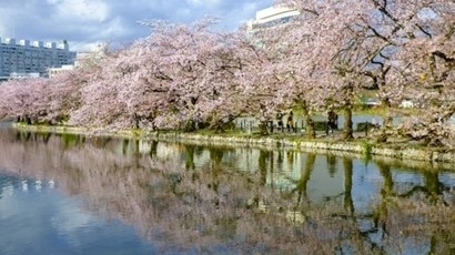 Nhật Bản: Thời tiết nắng ráo, nhiệt độ tương đối cao, mùa hoa anh đào 2026 đến sớm